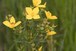 Yellow meadowbeauty